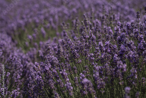 Lavender Field in the summer. Soft focus on lavender flowers. Aromatherapy. 