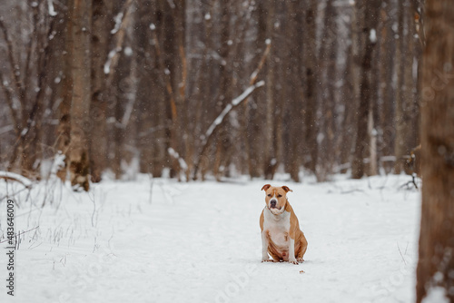 Fototapeta Naklejka Na Ścianę i Meble -  American Staffordshire Terrier in winter woods. Dog walking in a park. Amstaff sitting quietly in a clearing in forest and looks forward.