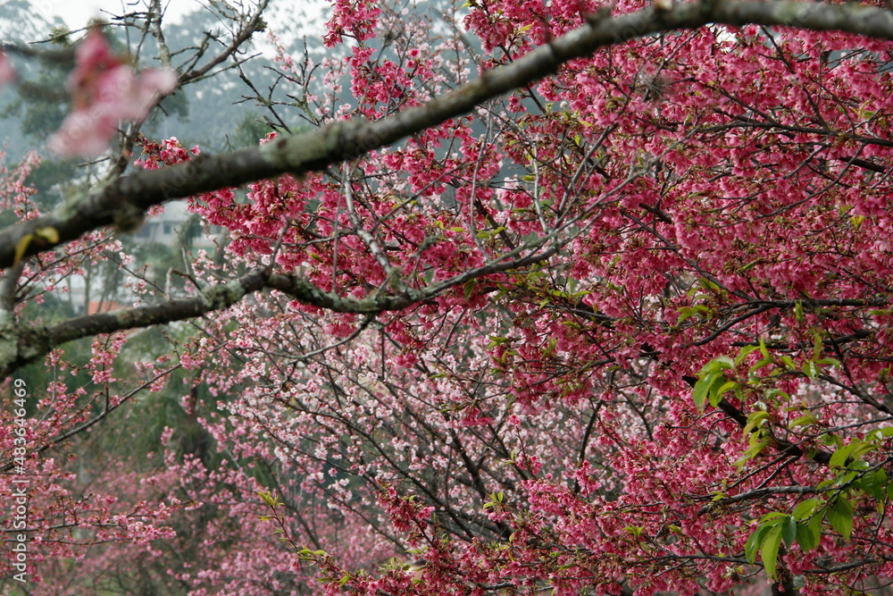 pink cherry blossom in spring pink cherry blossom in spring