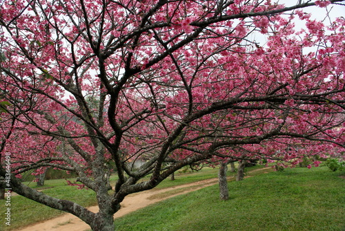 cherry tree pink