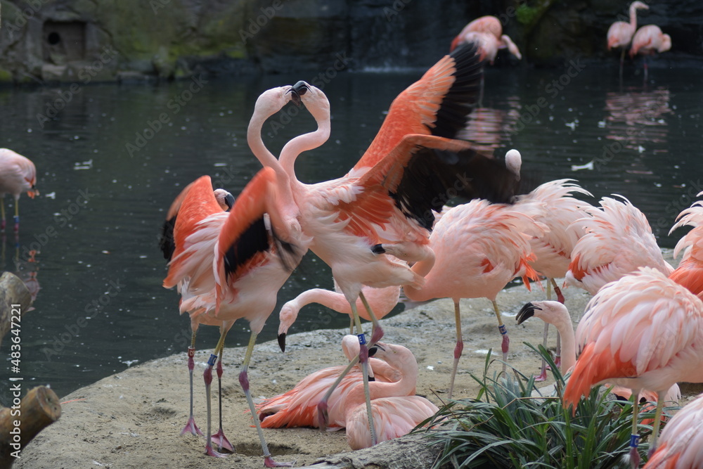 Obraz premium Paarungszeit oder Streit?