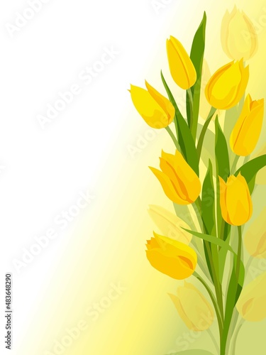 Yellow tulips beautiful background. Spring background for your card design. Spring holiday. Mom's day. Spring flowers. Vector image