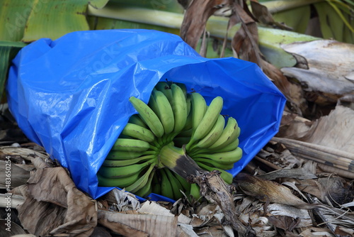 Green bananas in blue plastic bag on the ground on banana plantation