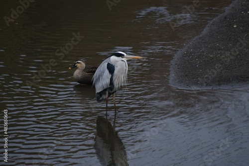 A gray heron in a stream in winter. The long beak preys on fish  amphibians  reptiles  and insects in rivers  lakes  and paddy fields. 