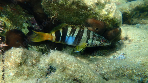 Painted comber (Serranus scriba) undersea, Aegean Sea, Greece, Syros island