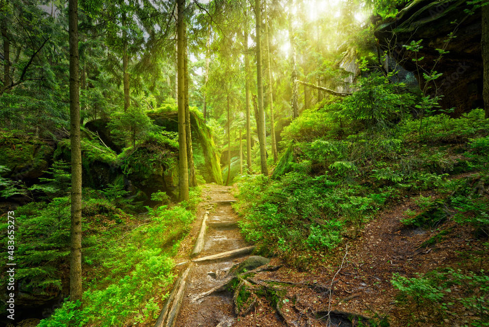 path into sunlight at forest trail with stairs saxon switzerland path into sunlight at forest trail with stairs saxon switzerland