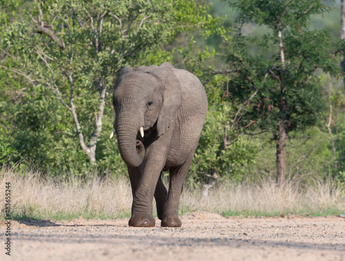 African elephant in Kruger