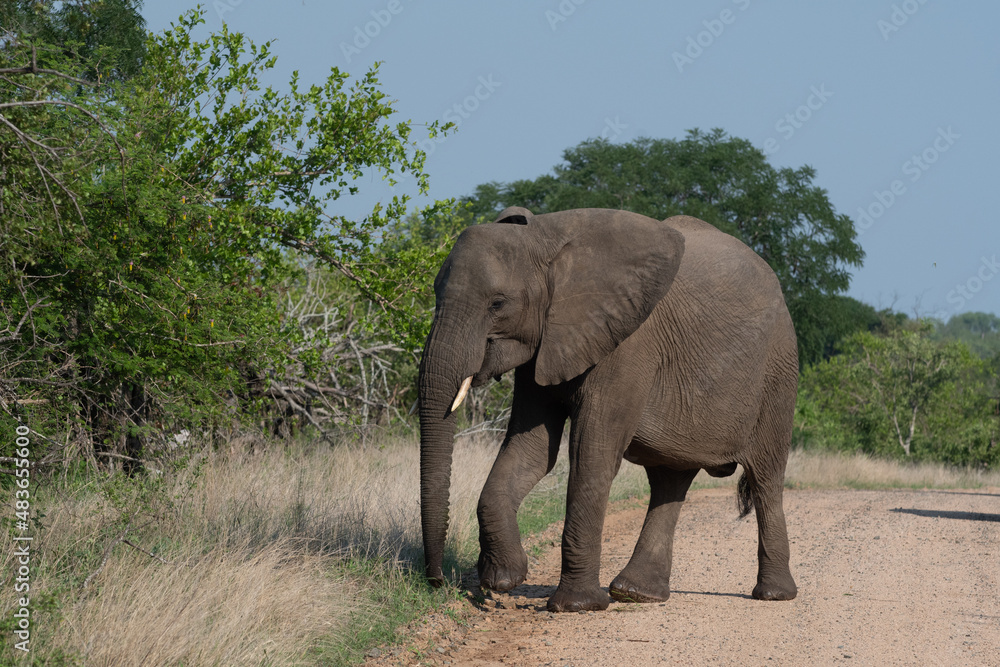 African elephant in Kruger