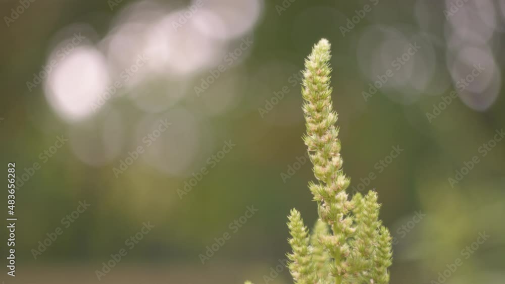 Close up of green plant on blurred background Close up of green plant on blurred background