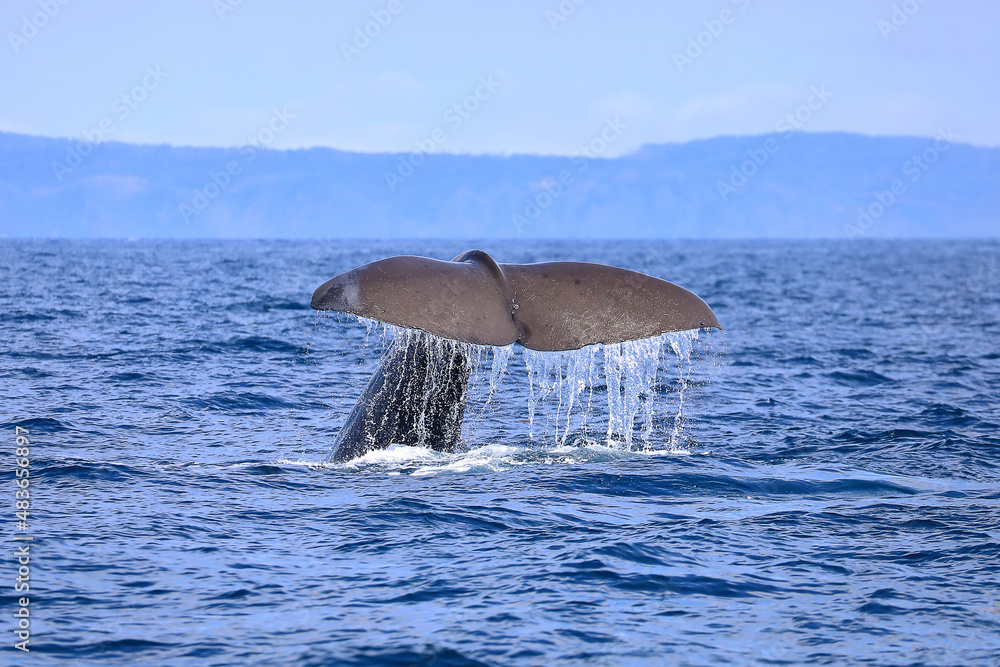 Photography Poster 【北海道】羅臼沖のマッコウクジラ | Wall Art