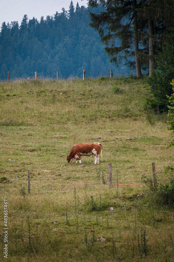 Naklejka premium Cow enjoying the autumn cold