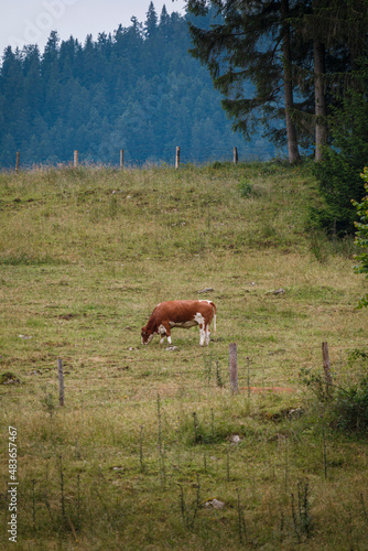 Cow enjoying the autumn cold © Sven