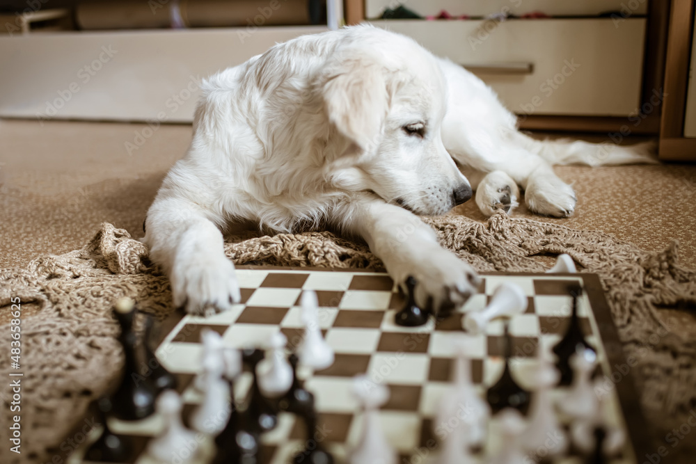 Fotka „Golden retriever puppy learning to play chess. dog lies near the  chessboard and watches how animal owner plays a chess game with chess  pieces“ ze služby Stock | Adobe Stock