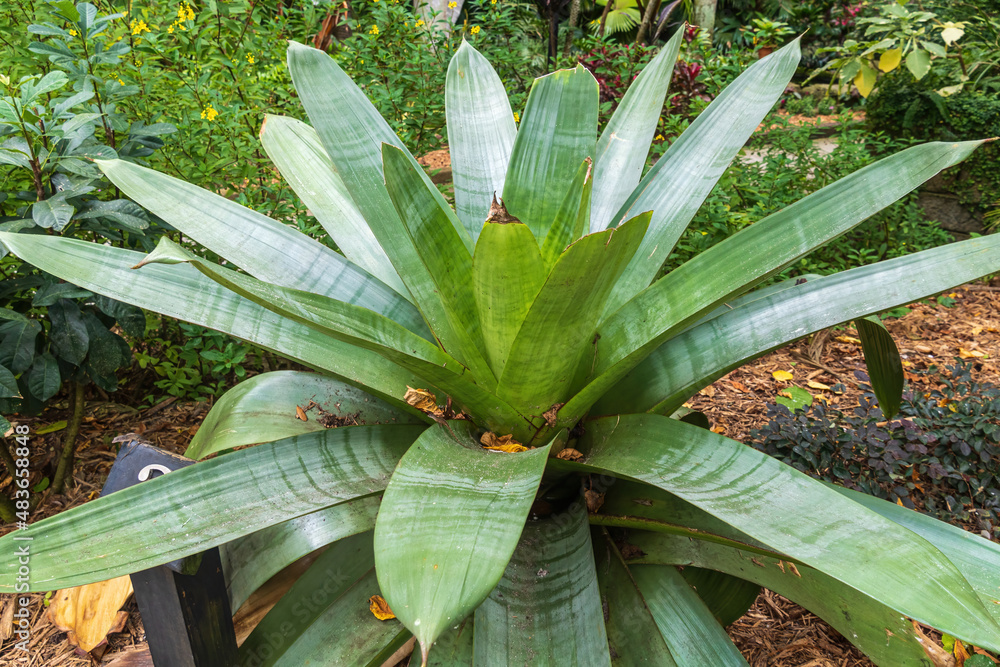 Obraz premium Imperial bromeliad (Alcantarea imperialis), endemic to Brazil - Florida, USA