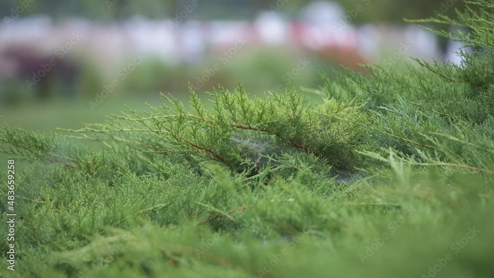 Green bushes growing in the garden. Nature background. Slow motion, shallow depth of field.