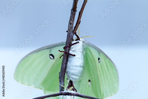 Female bright green luna moth Actias luna photo