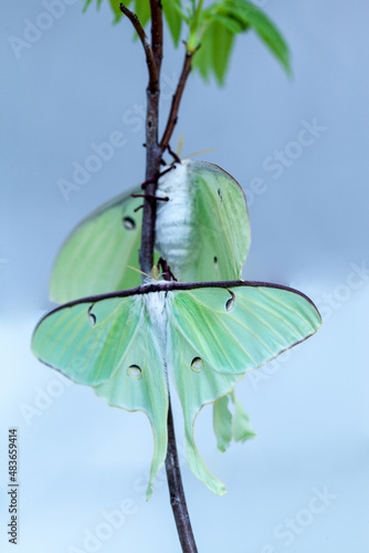 Pair of male and Female bright green luna moth Actias luna photo