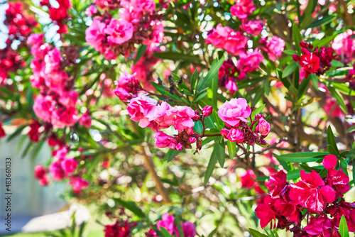 Fototapeta Naklejka Na Ścianę i Meble -  Beautiful oleander flowers image