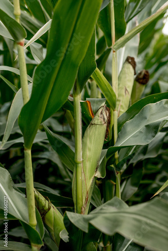 Closeup of corn on the stalk in the corn field