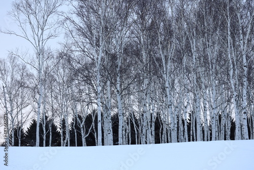 冬の白樺林 photo