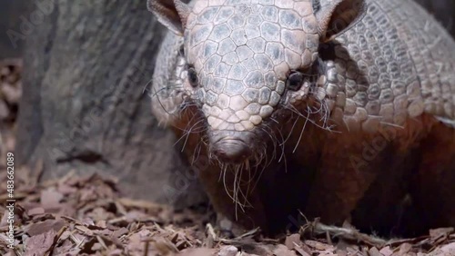 The big hairy armadillo or large hairy armadillo (Chaetophractus villosus) is one of the largest and most numerous armadillos in South America. photo