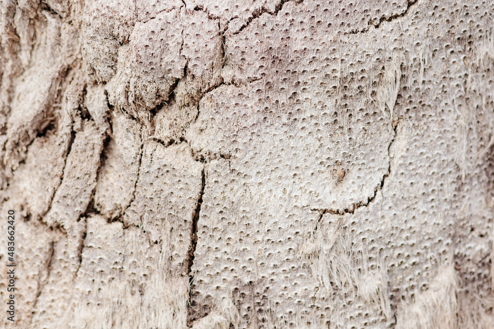 abstract coconut palm wood bark texture background abstract coconut palm wood bark texture background