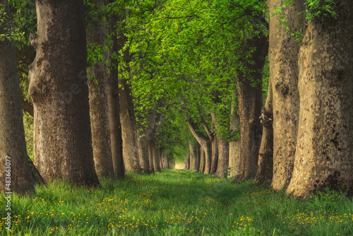 Rows of trees in forest