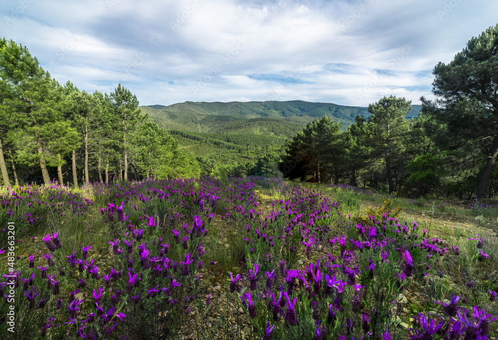 Blooming flowers growing against hilly terrain Blooming flowers growing against hilly terrain