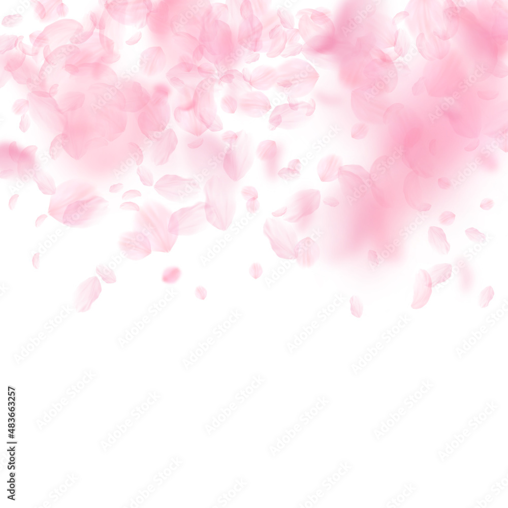 Sakura petals falling down. Romantic pink flowers gradient. Flying petals on white square background. Love, romance concept. Precious wedding invitation.