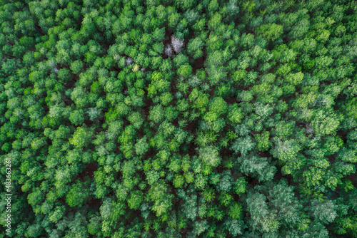 Drone view between lush green trees photo