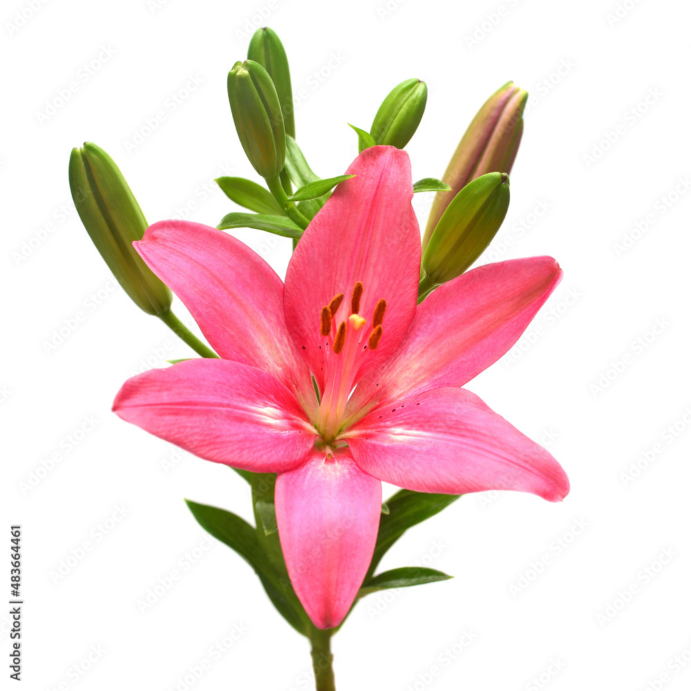 Beautiful pink lily flower with bud isolated on white background