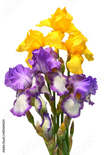 Bouquet of flowers blooming iris yellow and purple isolated on white background