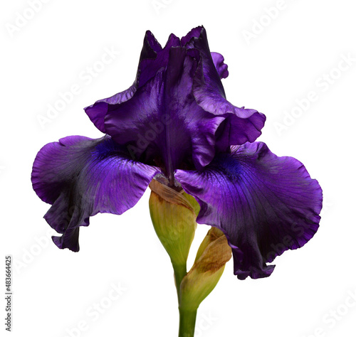 Dark blue iris flower isolated on white background. Summer. Spring. Flat lay, top view. Floral pattern. Love. Valentine's Day