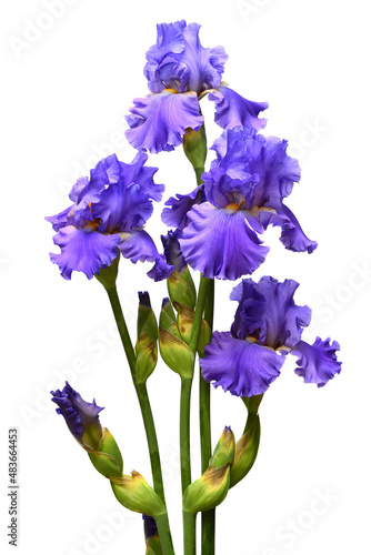 Iris flowers bouquet blue isolated on white background. Summer. Spring. Flat lay  top view. Floral pattern. Love. Valentine s Day
