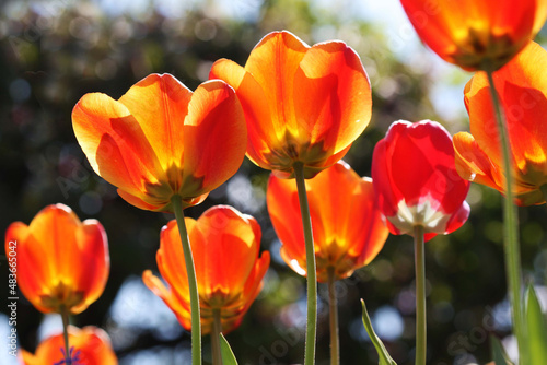 Tulipani  esplosione di colori