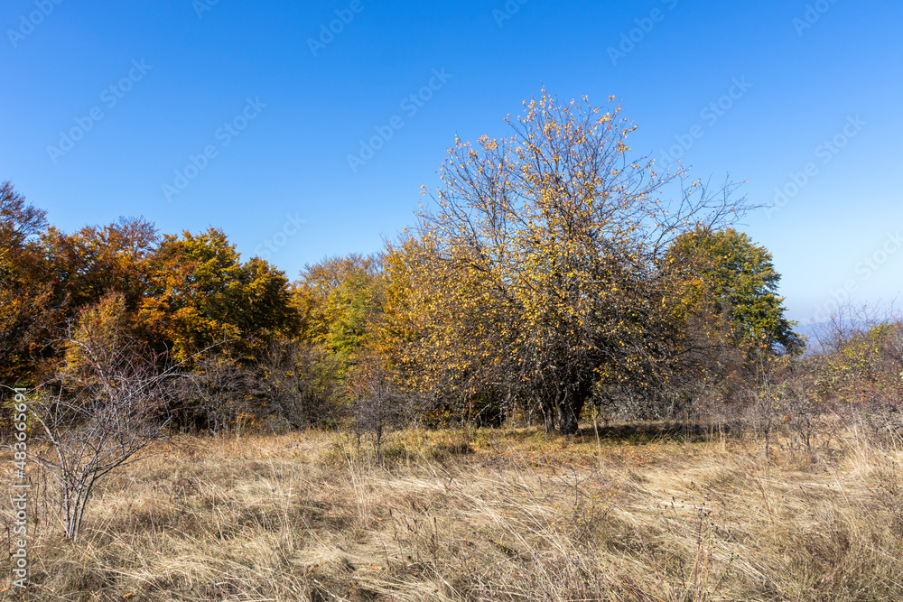 Fototapeta premium Autumn Landscape of Erul mountain near Golemi peak, Bulgaria