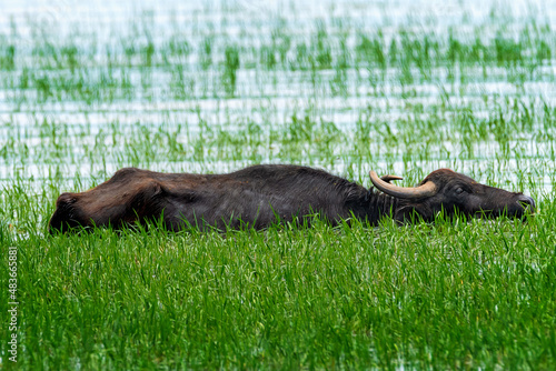 water buffalo lake kerkini photo