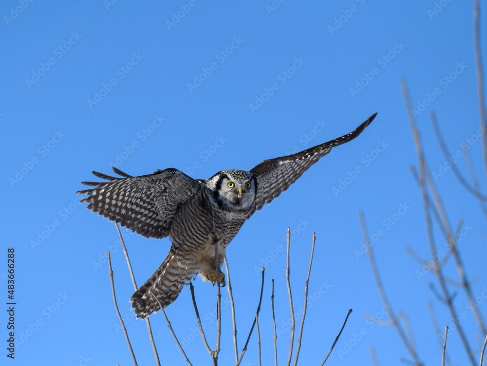 Fototapeta premium Northern Hawk Owl with Open Wings Perched on Top of the Tree on Blue Sky