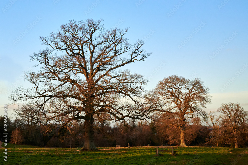 three trees in winter in park in winter under low sun at golden hour three trees in winter in park in winter under low sun at golden hour