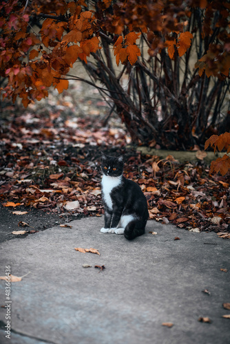 Outdoor cat photography, autumn vertical wallpaper with copy space