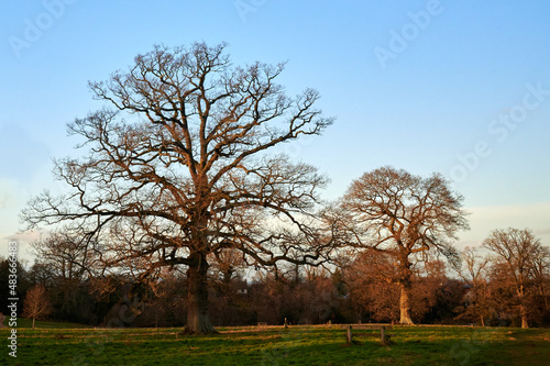 three trees in winter in park in winter under low sun at golden hour