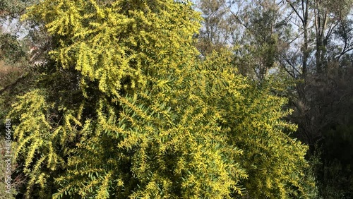 Yellow blooming mimosa on the blue Mediterranean Sea background