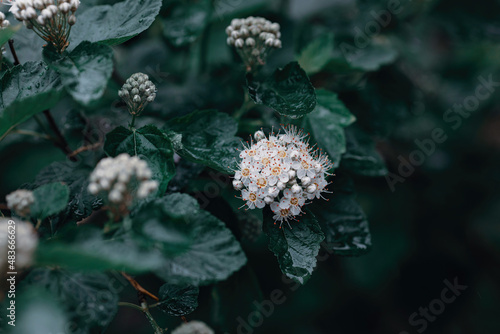 White flowers with bright green leaves and raindrops, horizontal background with copy space, website and design background