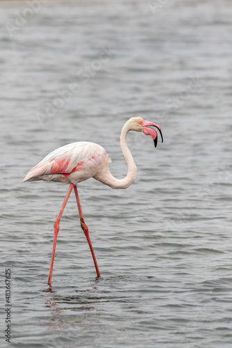 Greater Flamingo  Walvis Bay  Namibia