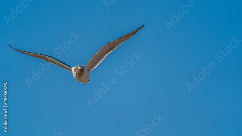 A seagull returning from a flounder hunt