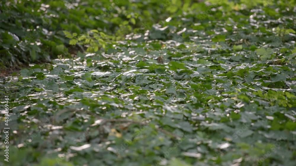 Forest ground covered in ivy leaves. Slow motion. Forest ground covered in ivy leaves. Slow motion.