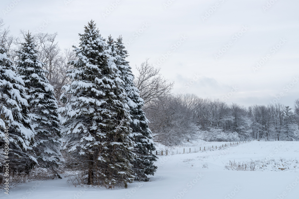 Naklejka premium Christmas Trees in the Winter in the Living HistoryFarm in Des Moines Iowa Midwest 