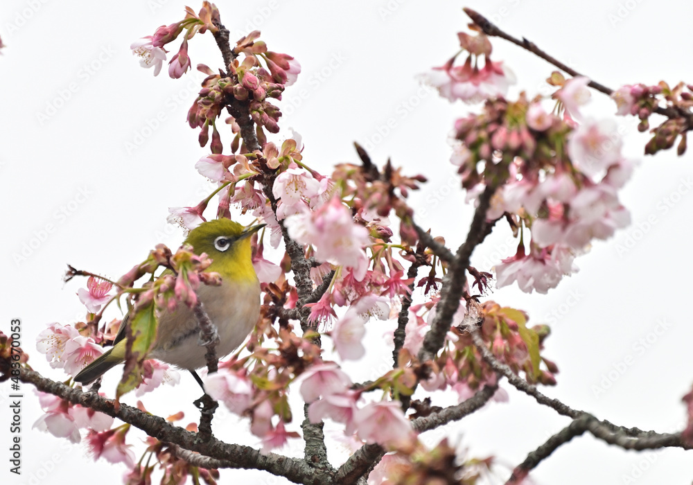 四国香川県丸亀市の寒桜(かんざくら)とメジロ 四国香川県丸亀市の寒桜(かんざくら)とメジロ