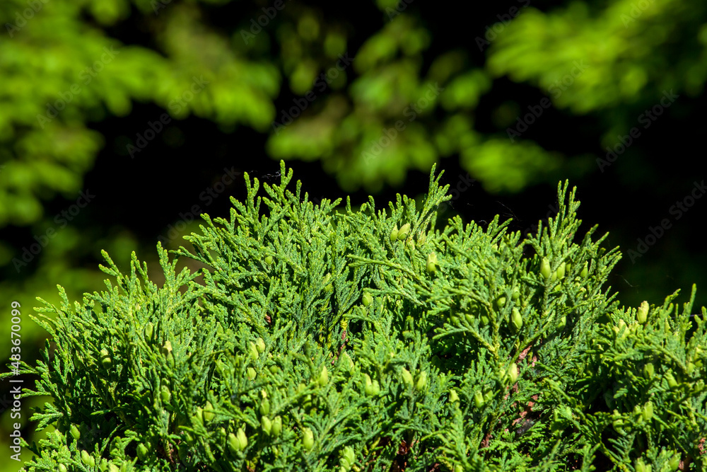Beautiful green evergreen leaves of Thuja trees on green background. Thuja occidentalis is coniferous tree garden plant botanical background lit by sun light, nobody.