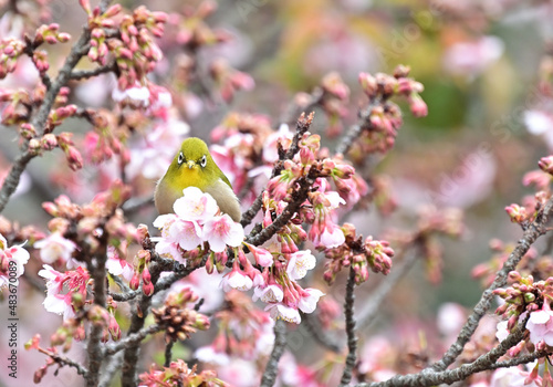 四国香川県丸亀市の寒桜（かんざくら）とメジロ
